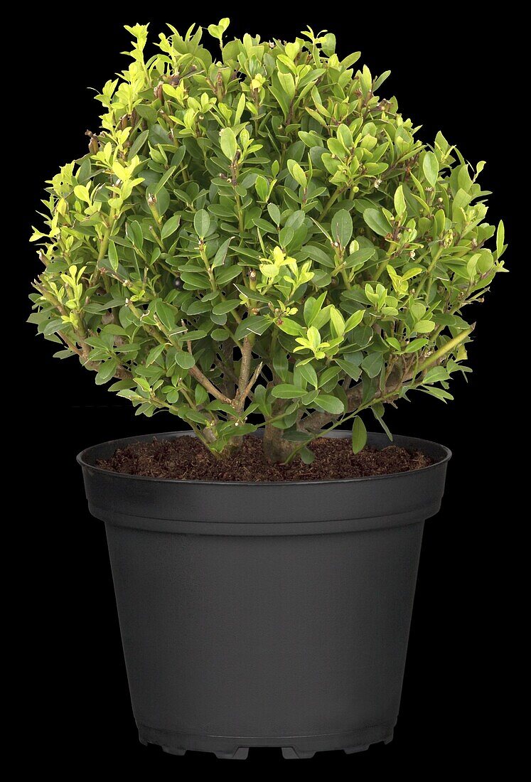 Ilex crenata, globe