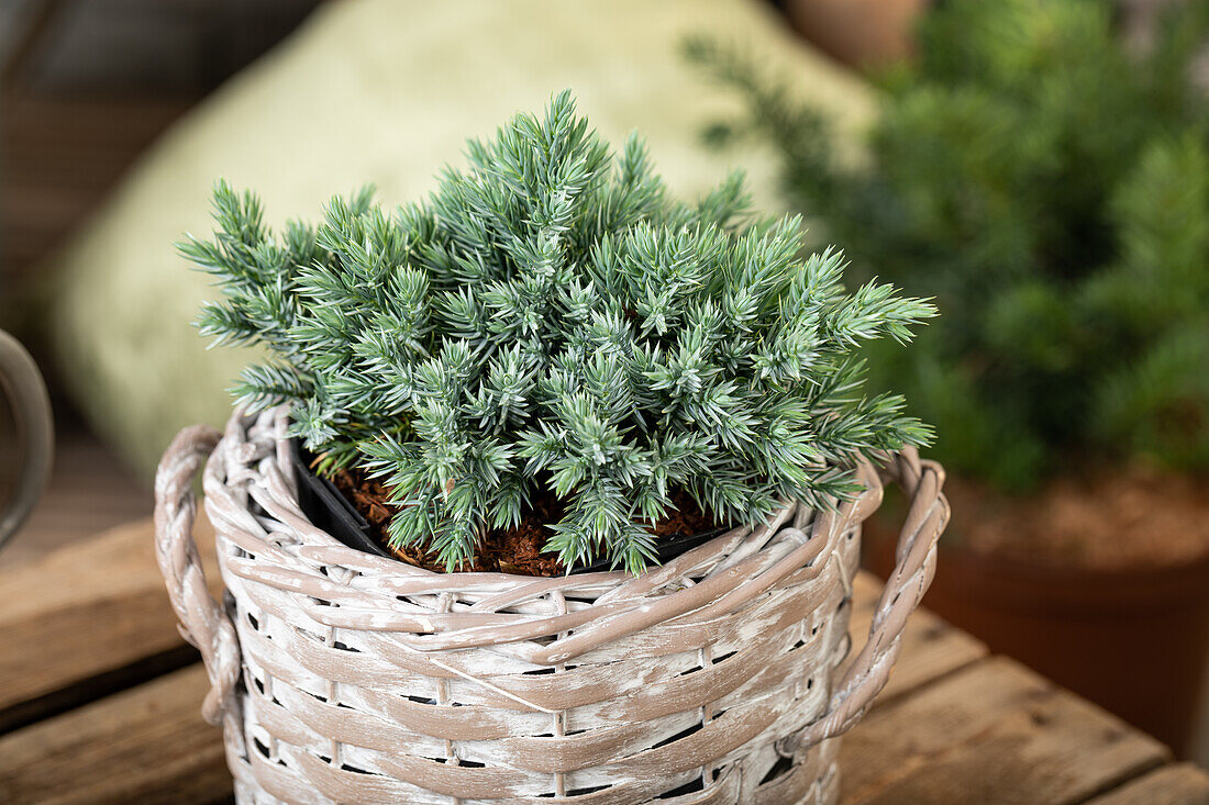 Juniperus chinensis