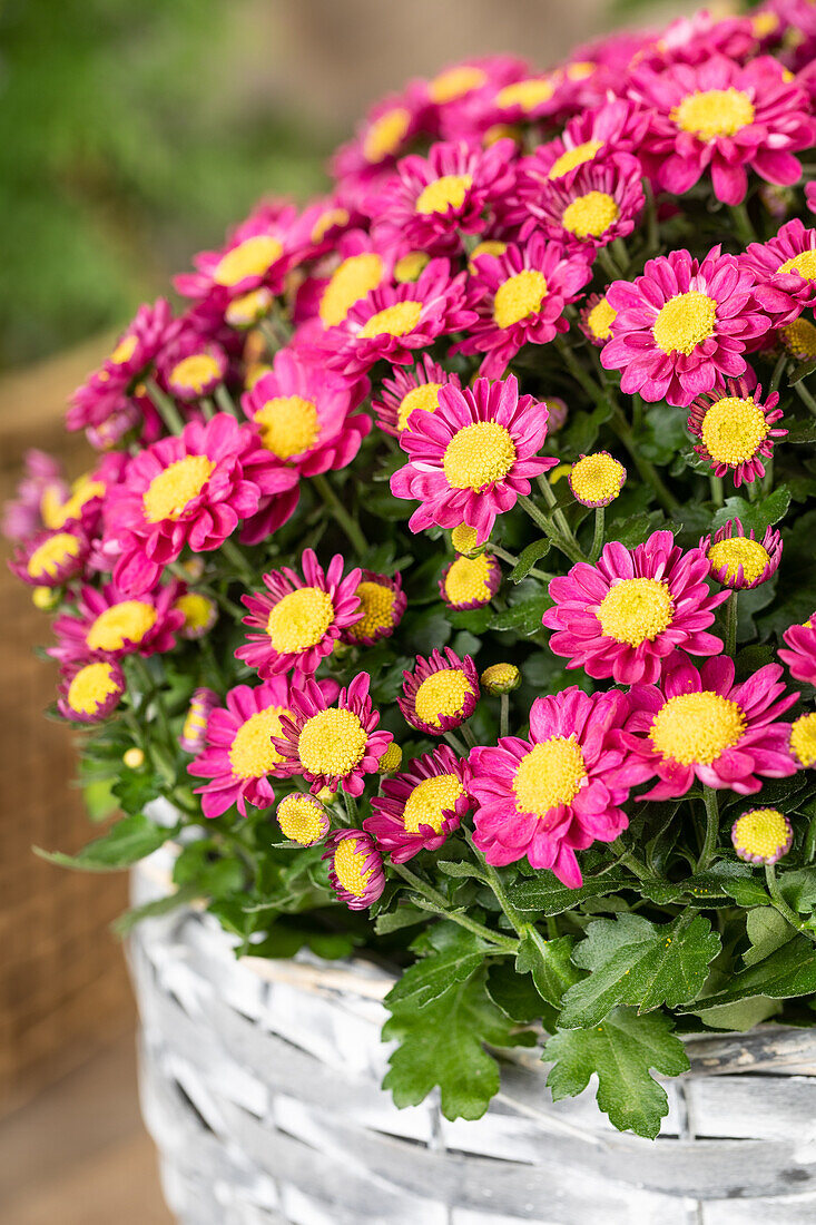 Chrysanthemum multiflora