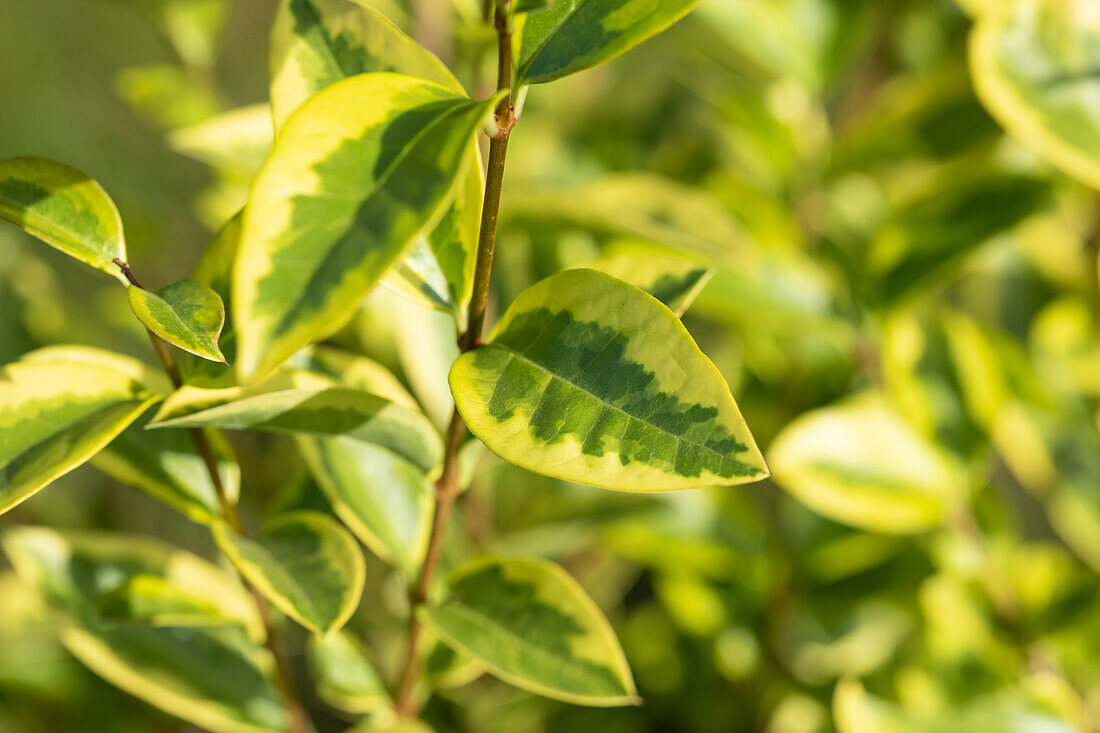 Ligustrum ovalifolium 'Aureum'