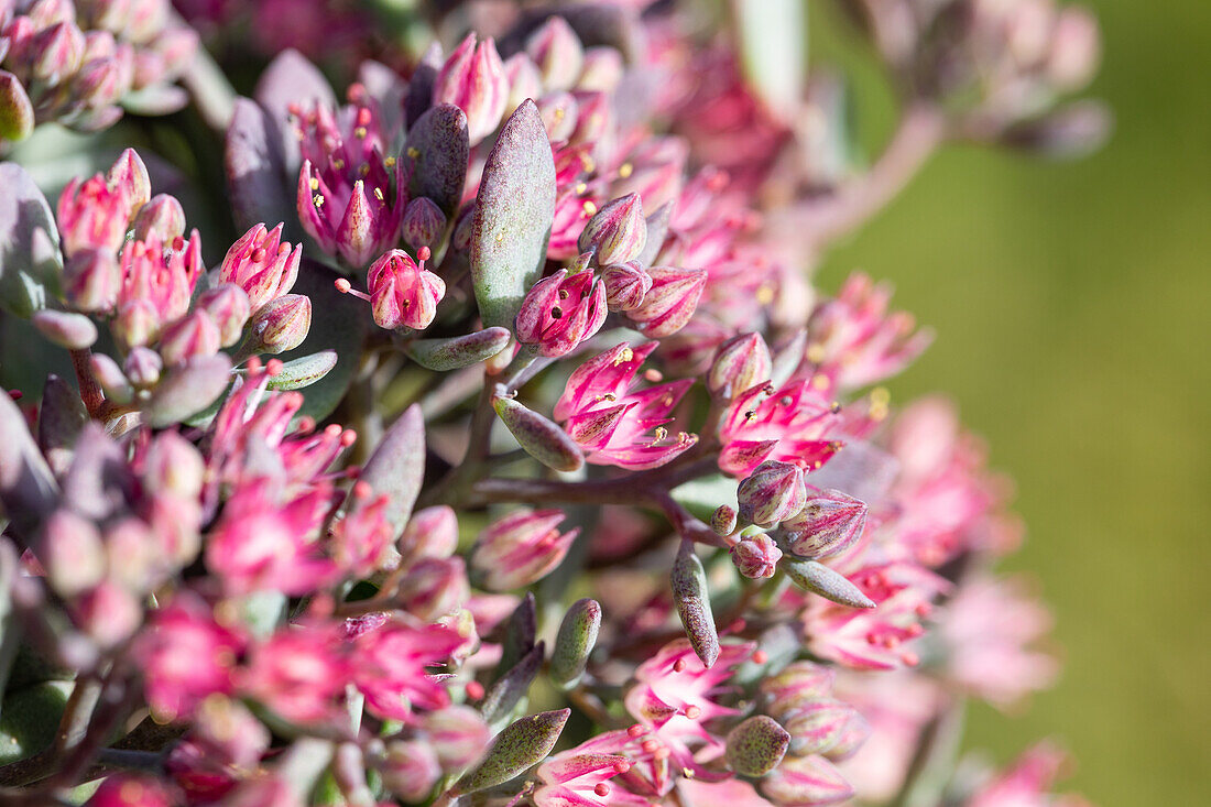 Sedum cauticola