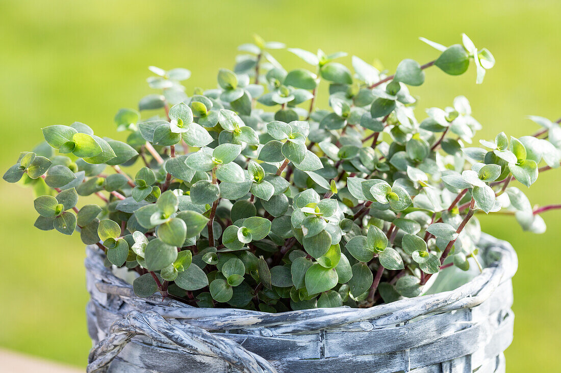 Callisia repens