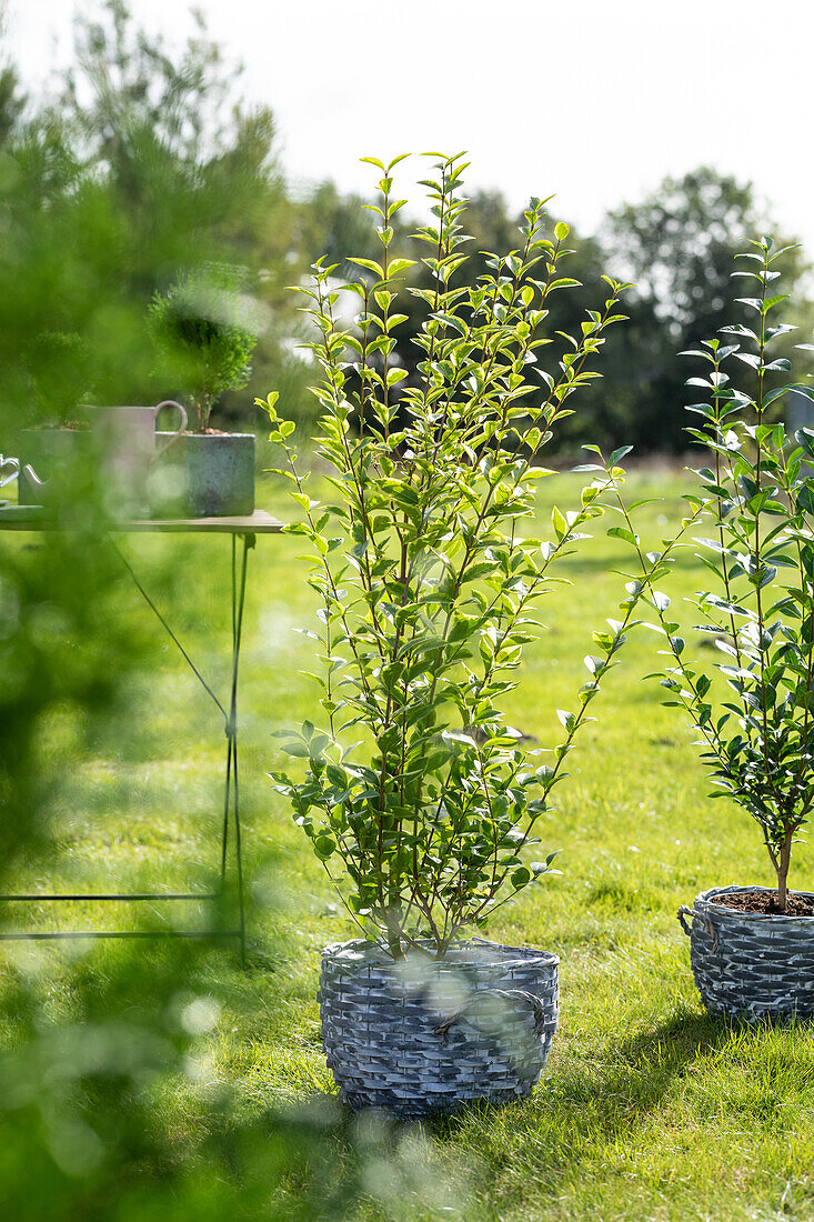 Ligustrum ovalifolium 'Aureum'