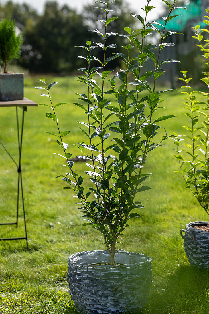 Ligustrum vulgare 'Atrovirens'