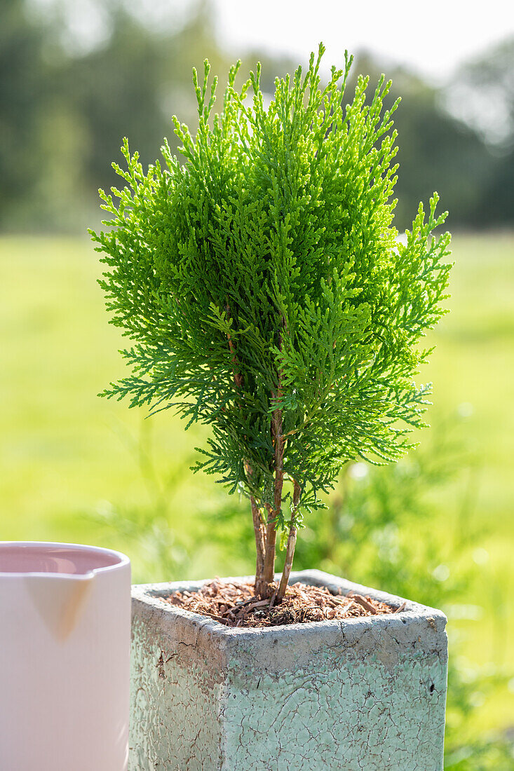 Chamaecyparis lawsoniana