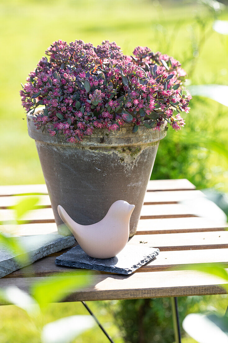 Sedum cauticola