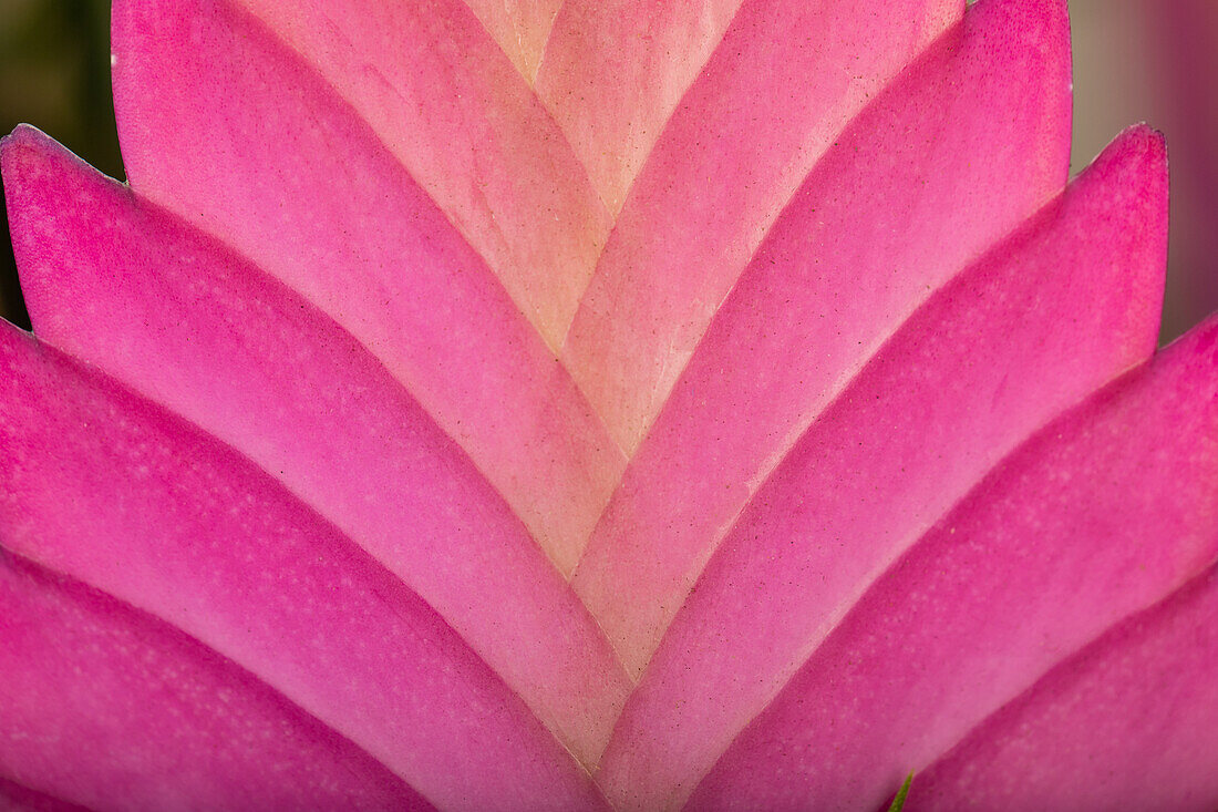 Vriesea, rosa