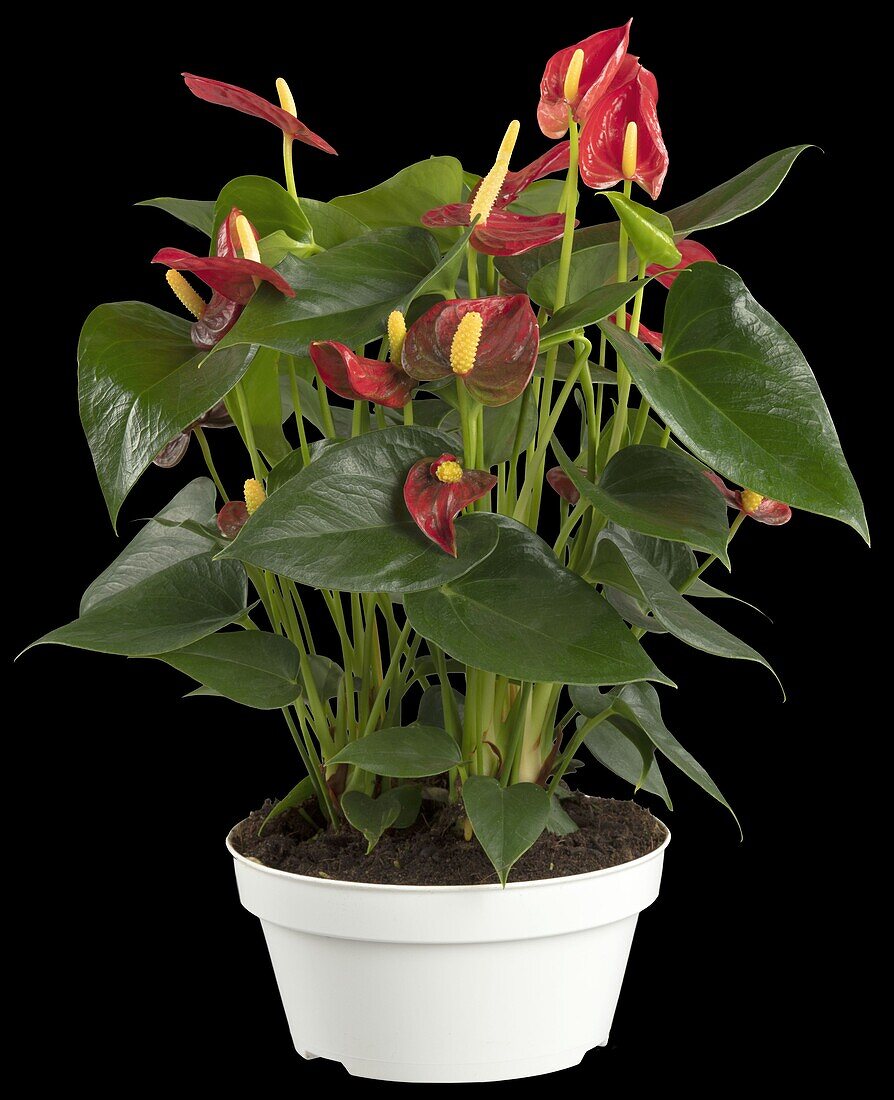 Anthurium x andreanum, red