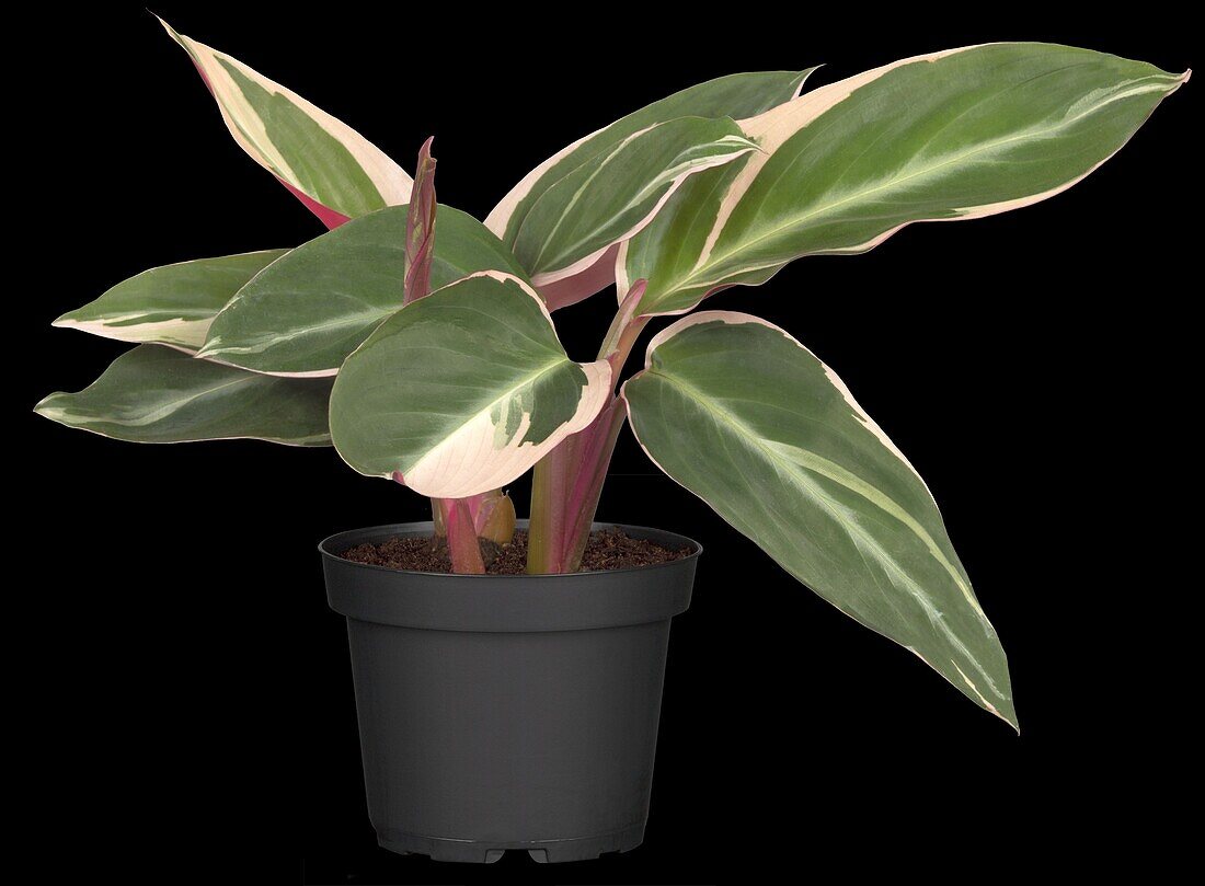 Calathea 'Triostar'