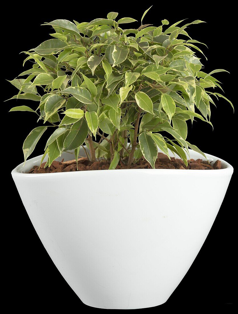 Ficus benjamina 'Kinky'