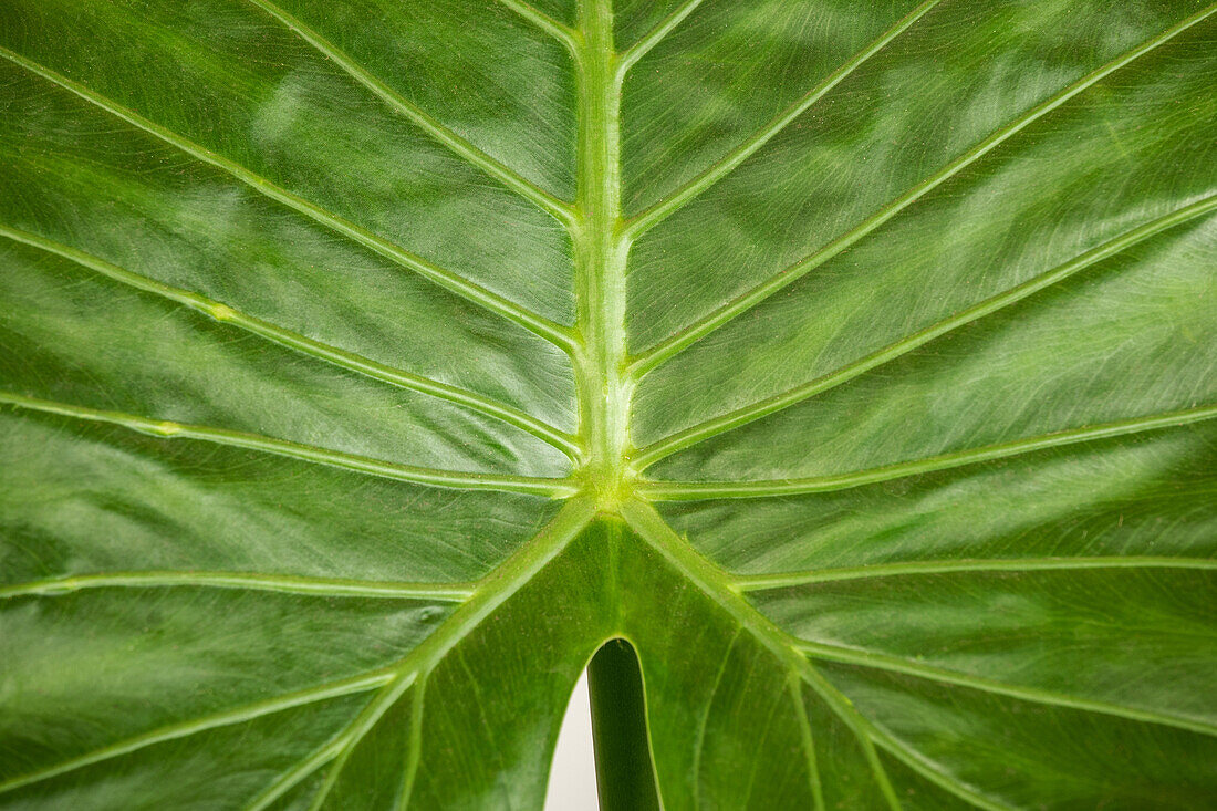 Alocasia gageana