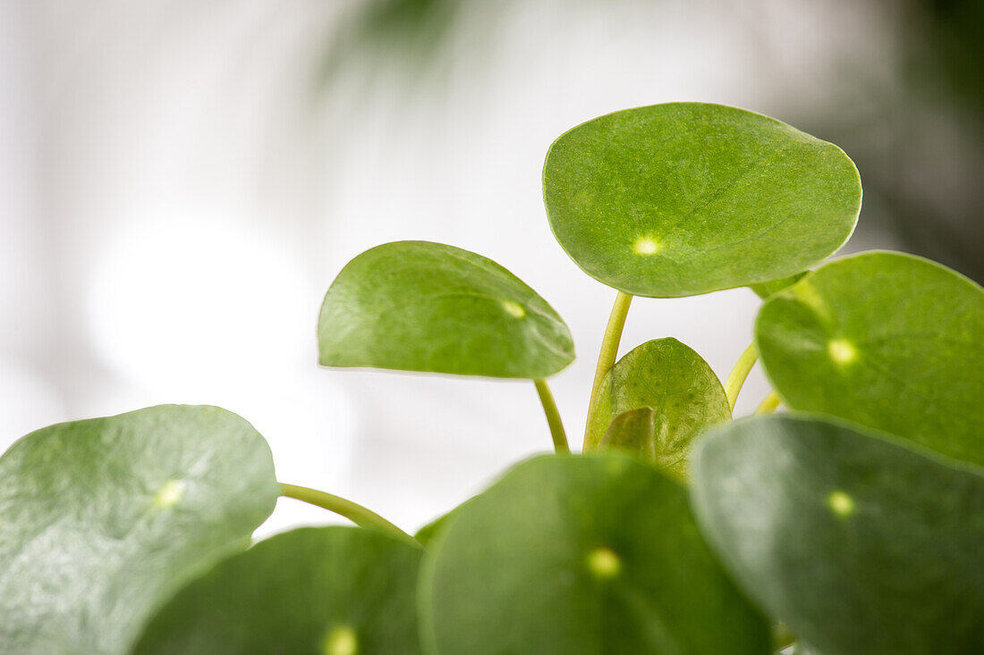 Pilea peperomioides