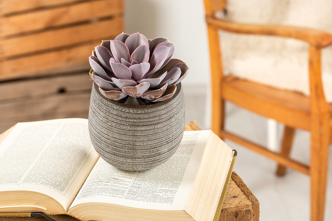 Echeveria agavoides 'Ebony'