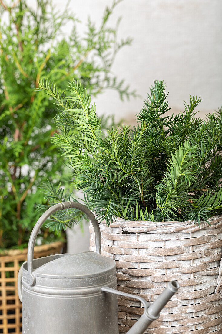 Taxus baccata 'Repandens'