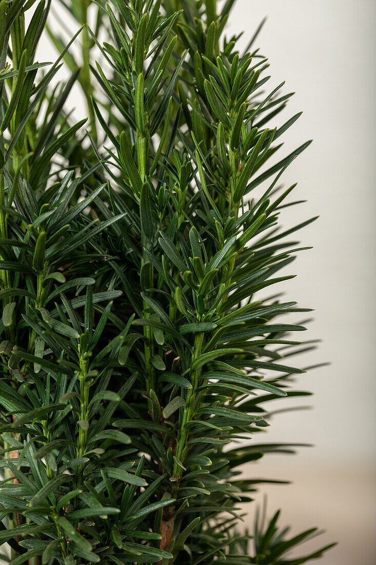 Taxus baccata 'Fastigiata Robusta'