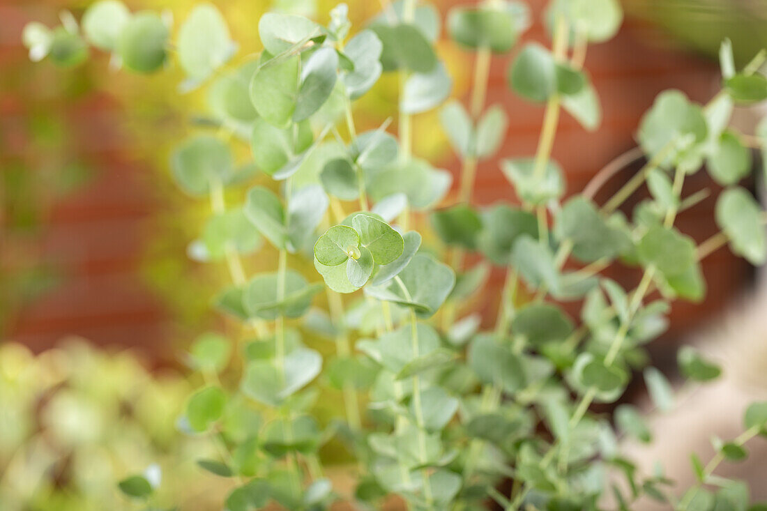 Eucalyptus gunnii 'Azura'