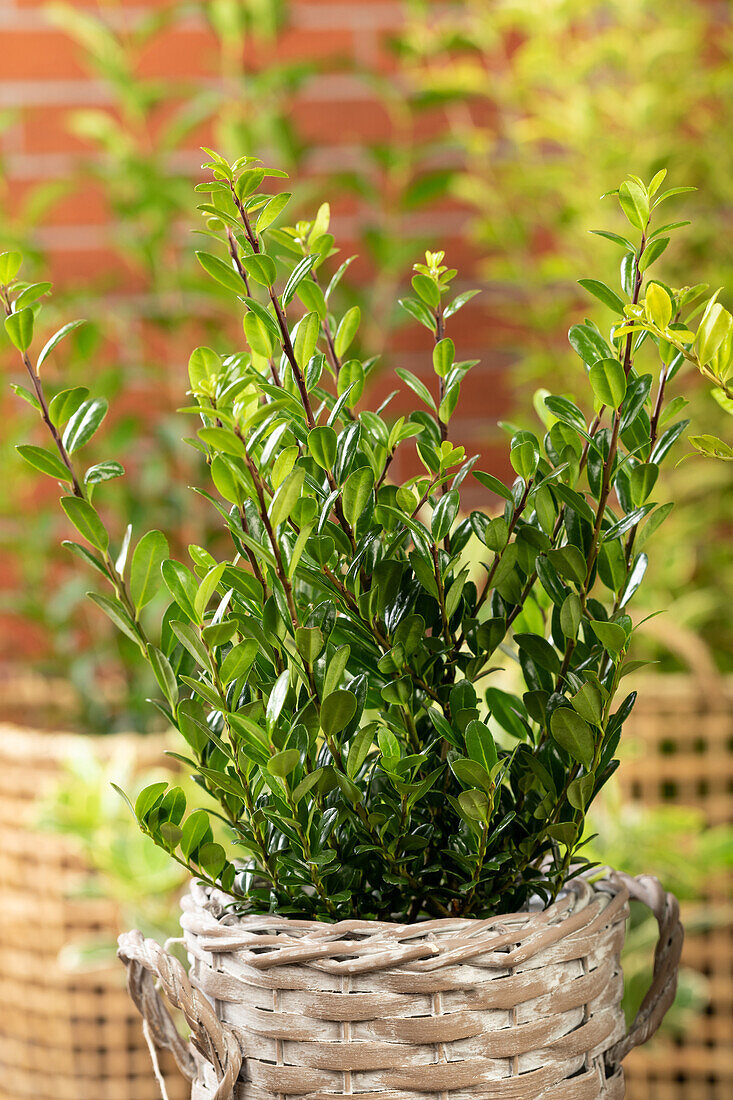 Ilex crenata 'Robustico'