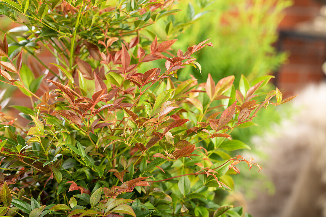 Nandina domestica