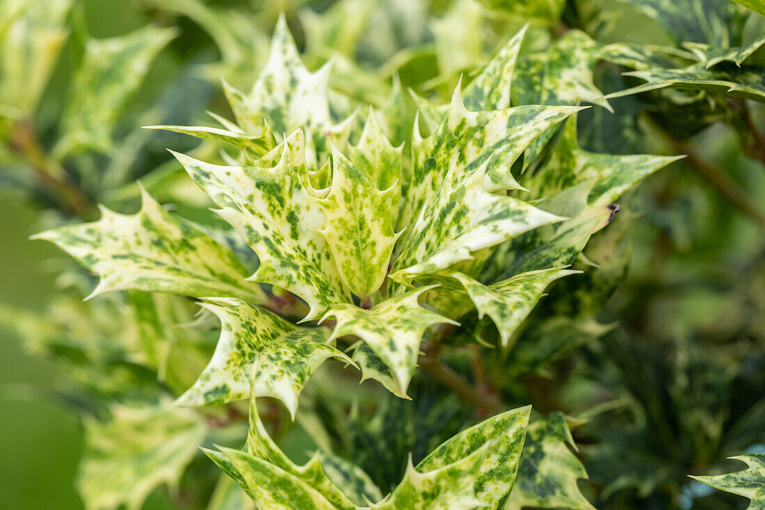 Osmanthus heterophyllus 'Goshiki'