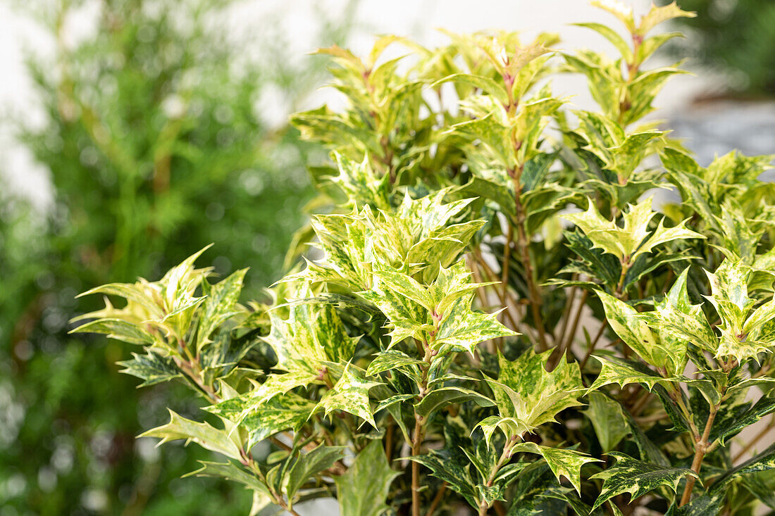 Osmanthus heterophyllus 'Goshiki'