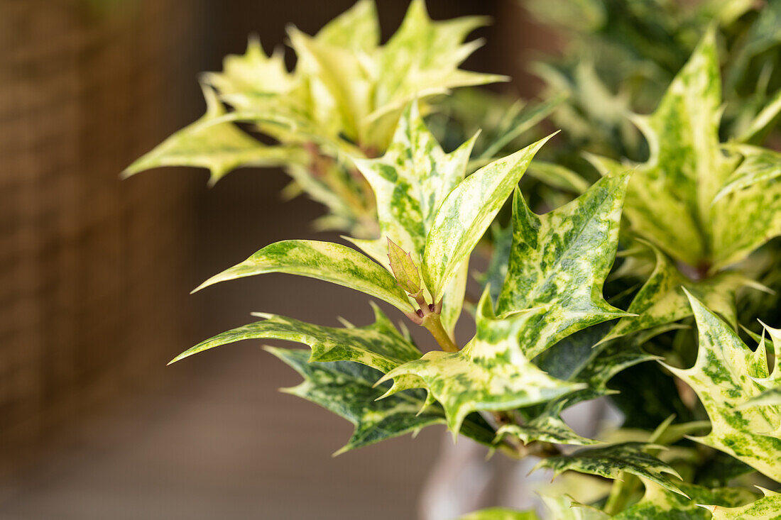 Osmanthus heterophyllus 'Goshiki'