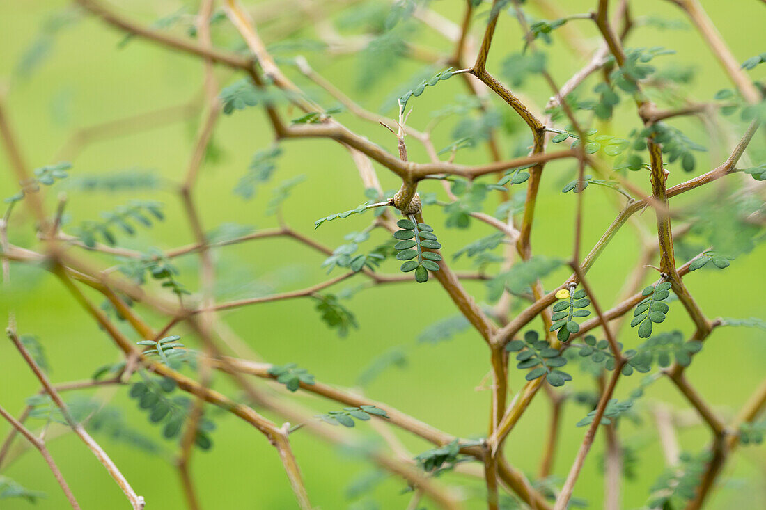 Sophora prostrata 'Little Baby'