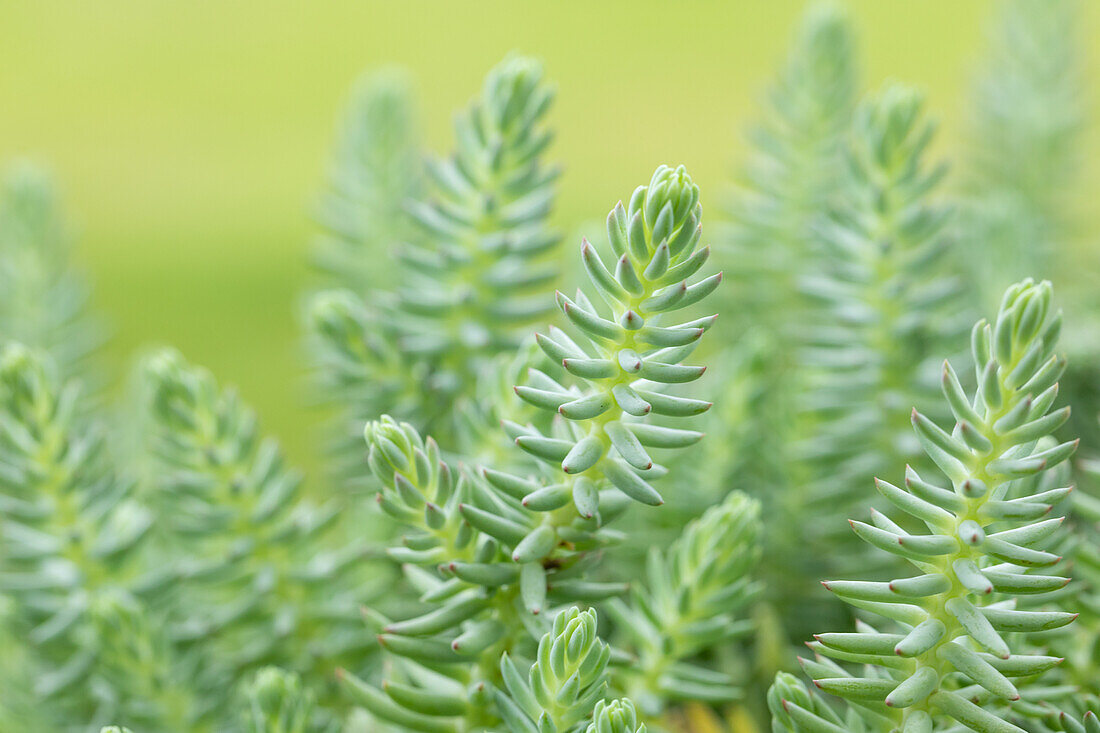 Sedum reflexum