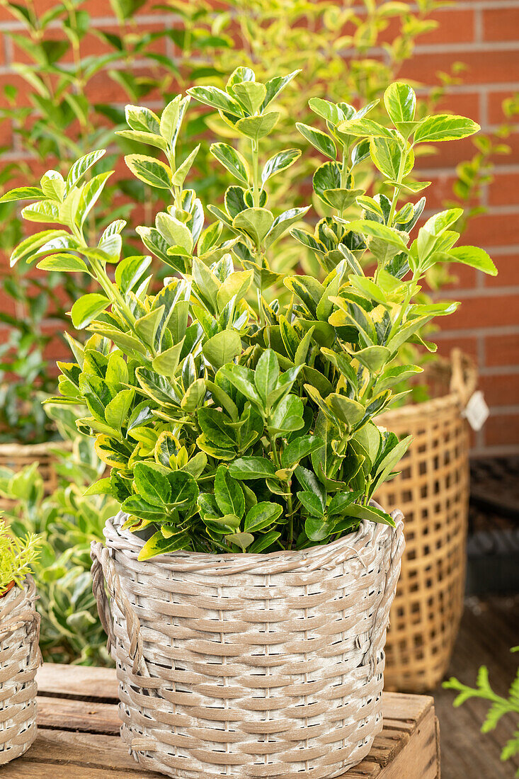 Euonymus japonicus 'Aureomarginatus'