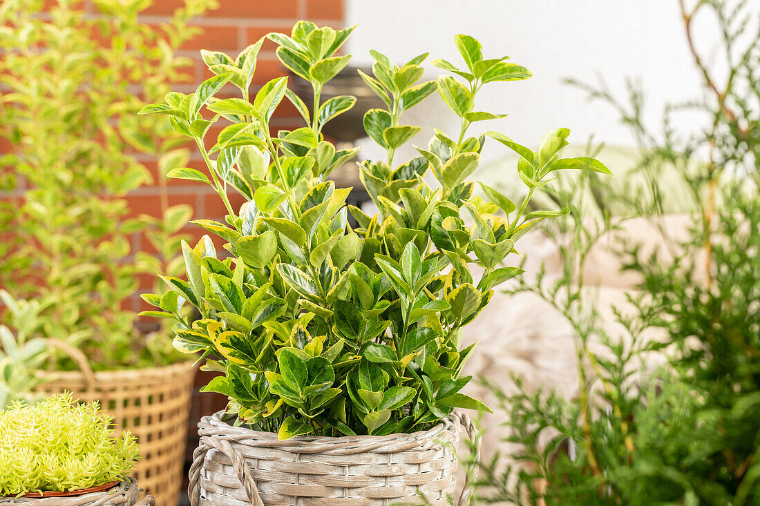 Euonymus fortunei 'Aurea'