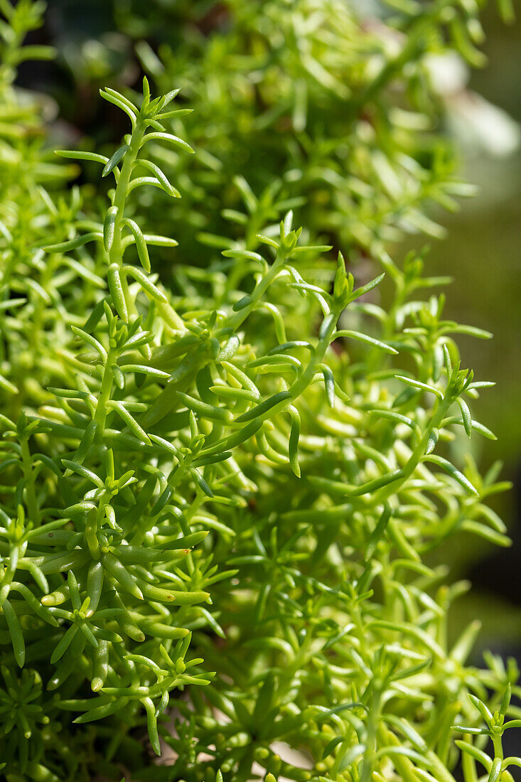 Sedum reflexum 'Green Cushion'