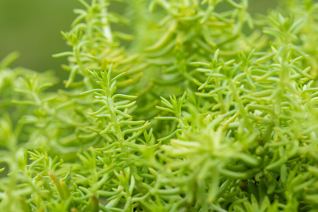 Sedum 'Yellow Bouquet'