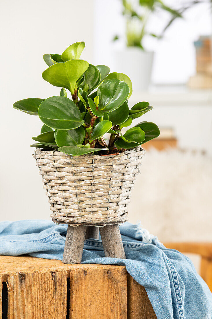 Peperomia obtusifolia