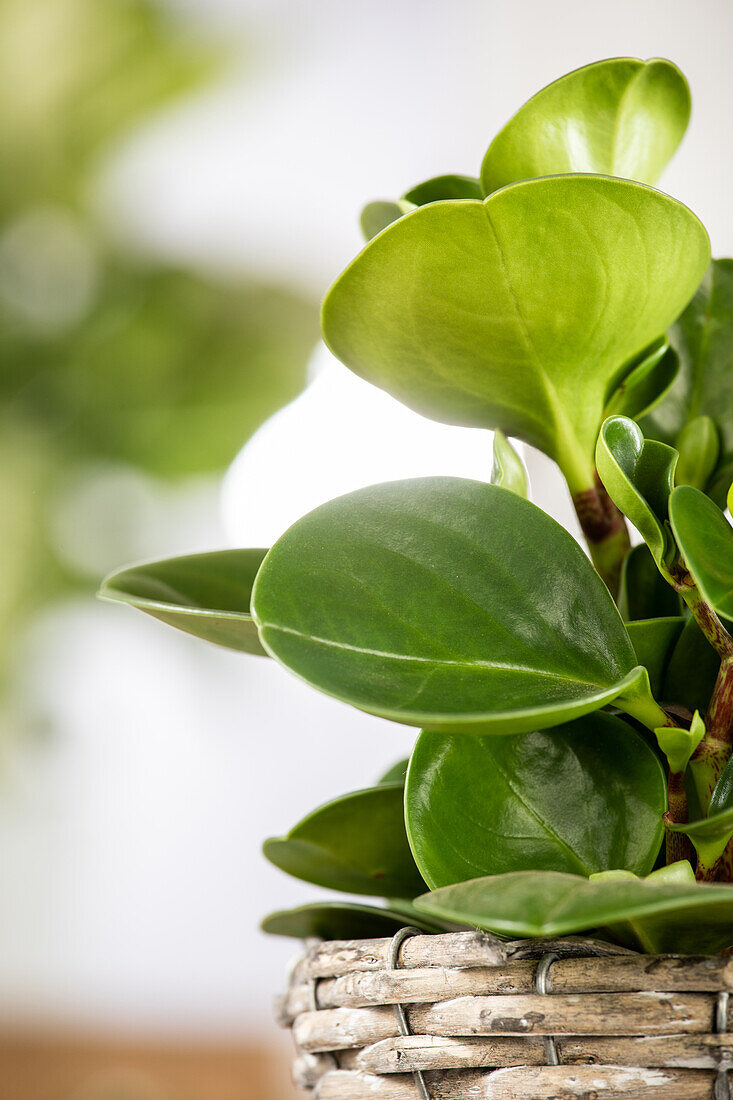 Green plants mix