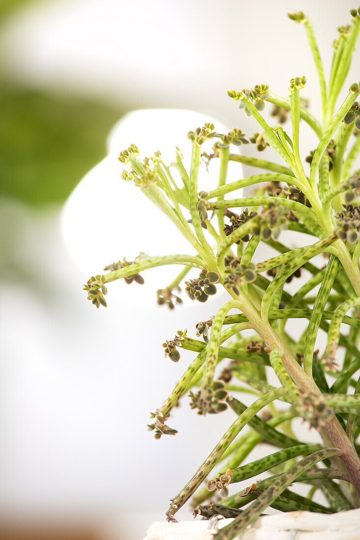 Kalanchoe tubiflora