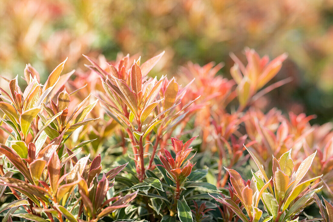 Pieris japonica 'Little Heath'