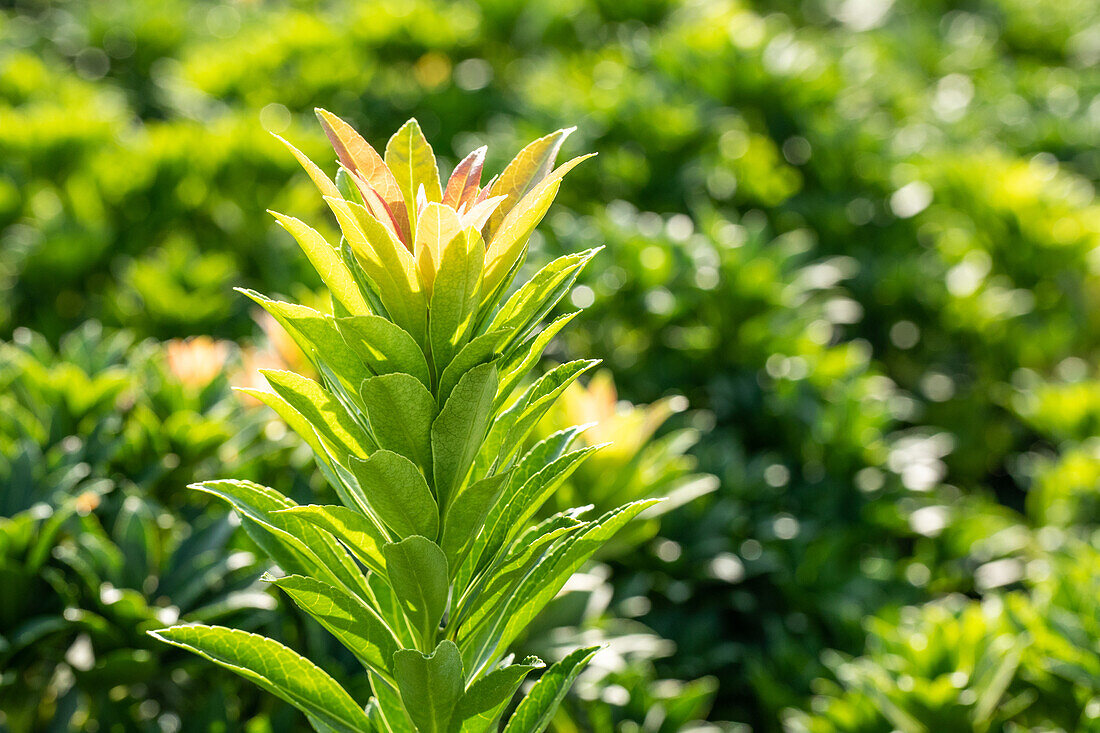 Pieris japonica 'Little Heath Green'