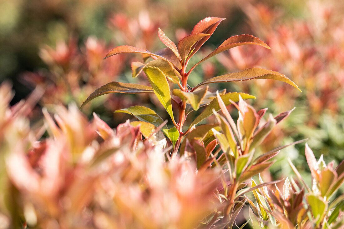 Pieris japonica 'Little Heath Green'