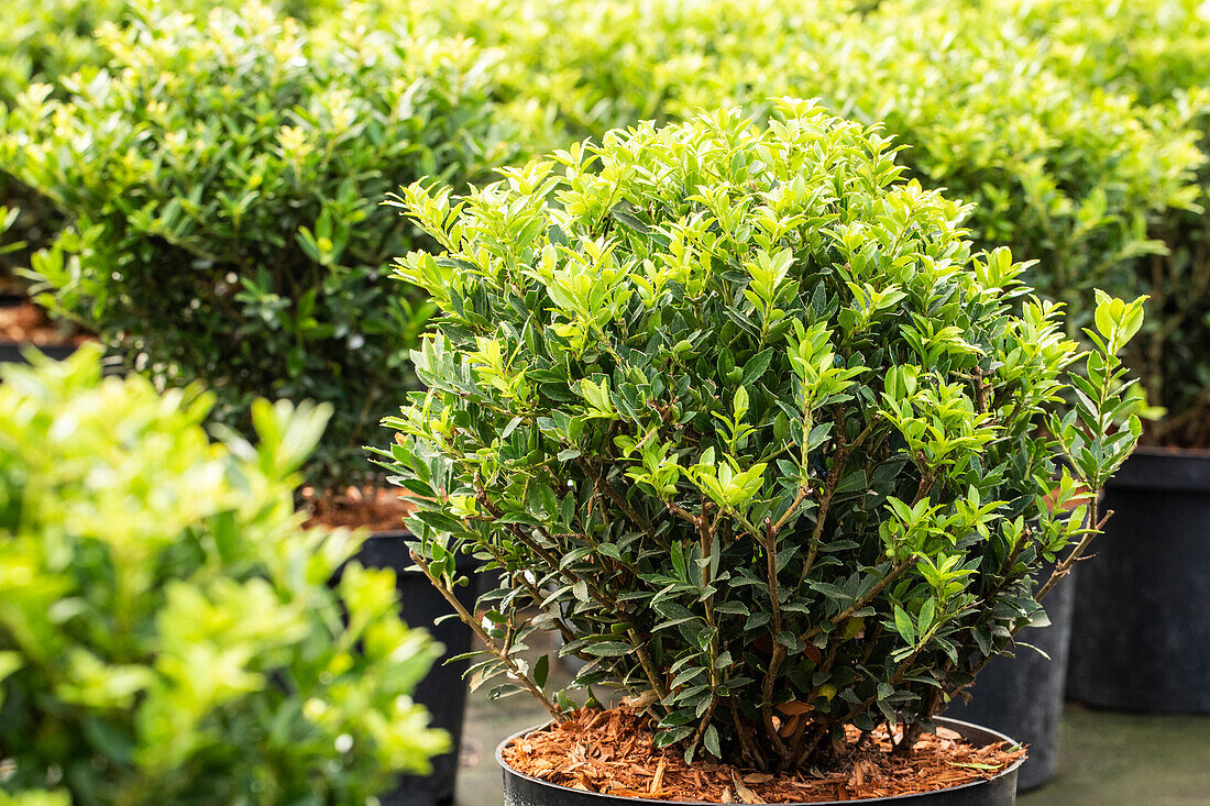 Ilex crenata 'Buxbol'