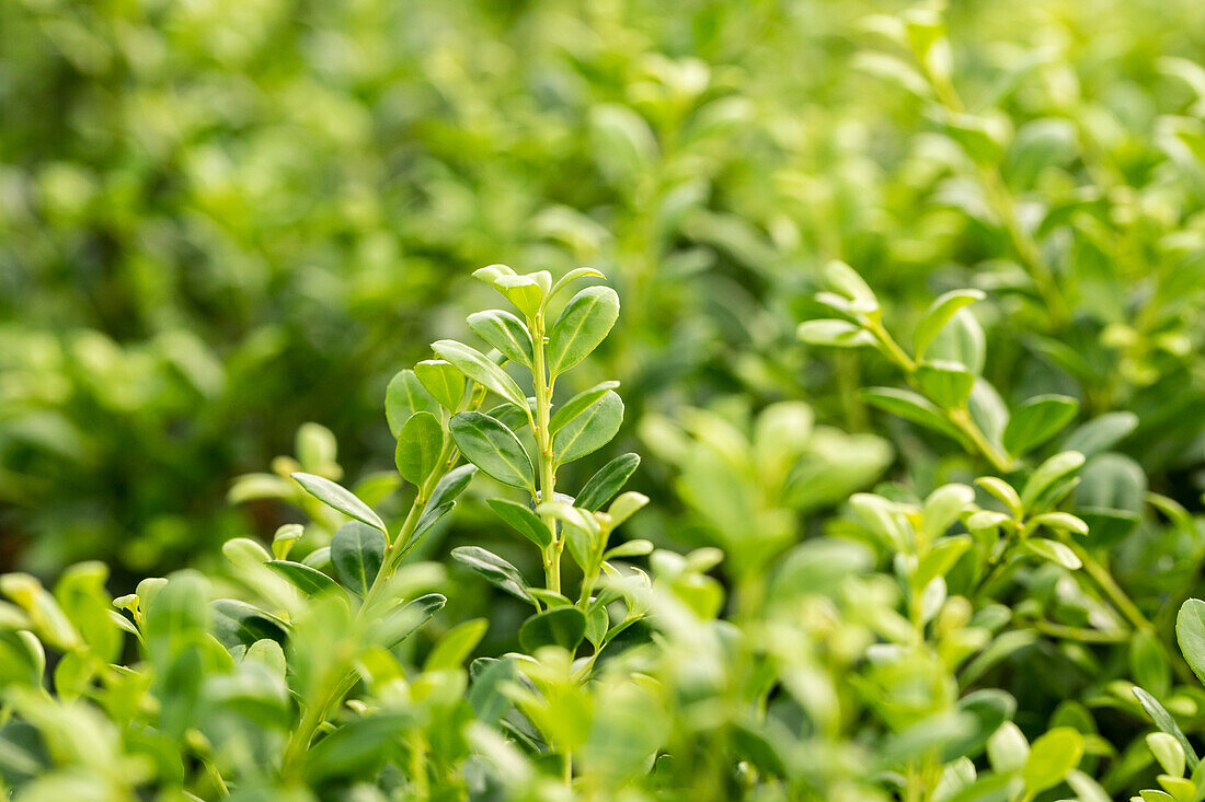 Ilex crenata 'Buxbol'