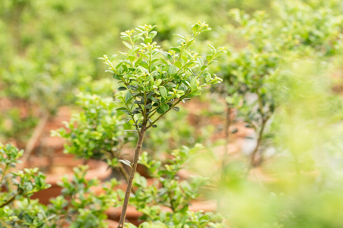 Ilex crenata 'Buxbol', pompom