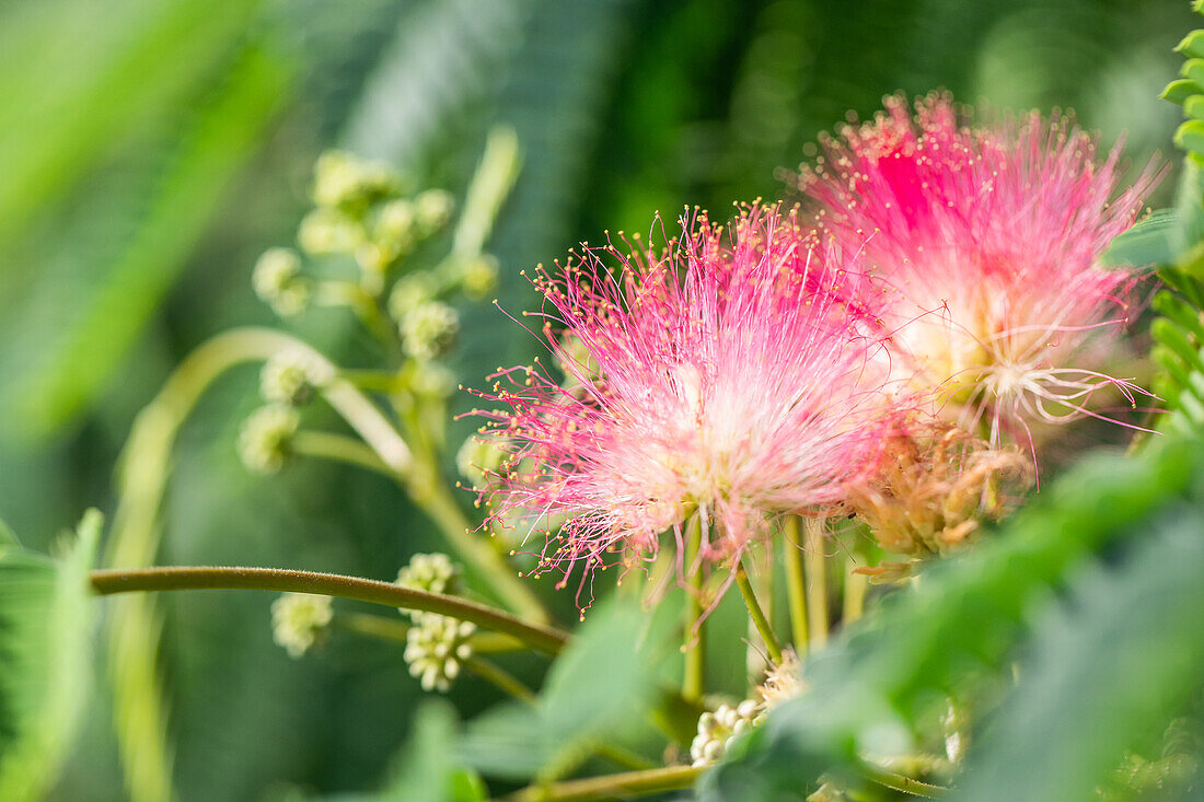 Albizia julibrissin