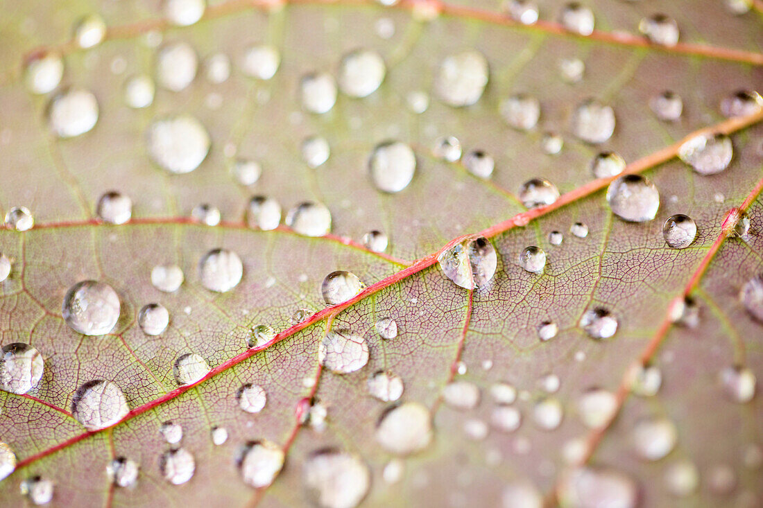 Wassertropfen auf Blatt