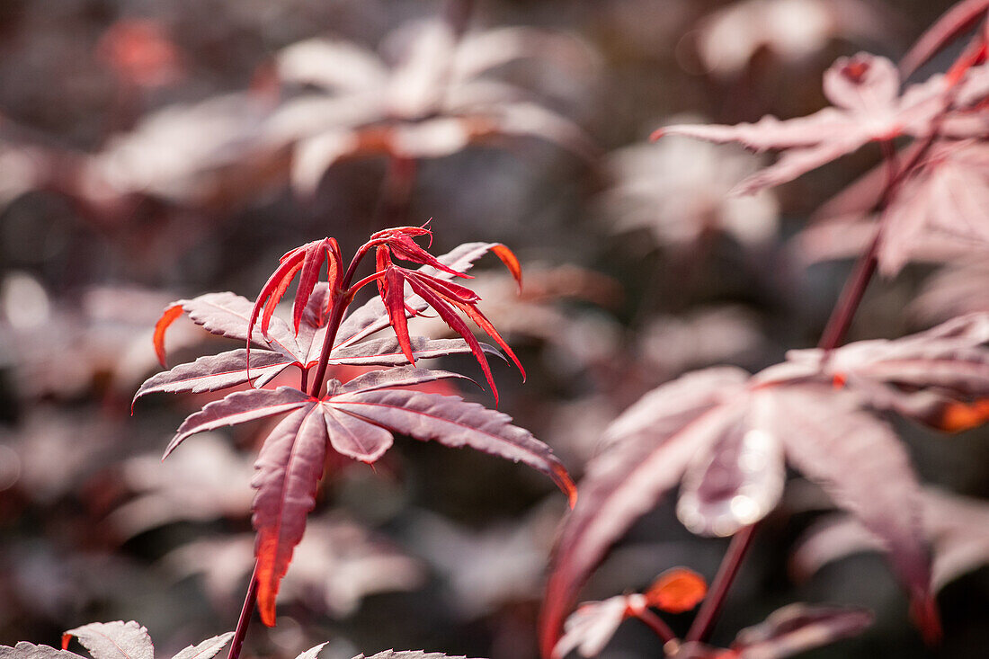 Acer palmatum 'Skeeter's Broom'