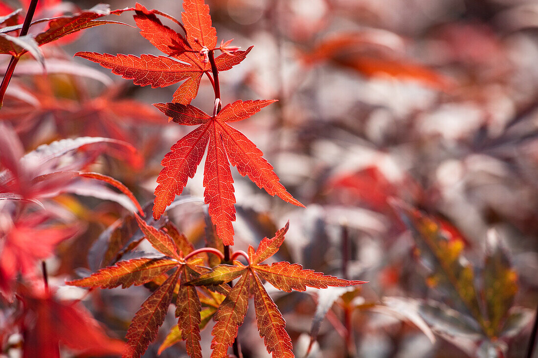 Acer palmatum 'Skeeter´s Broom'