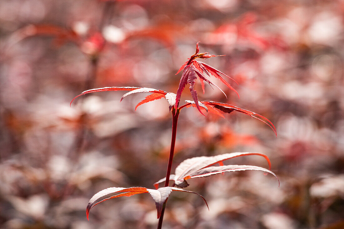 Acer palmatum 'Skeeter's Broom'