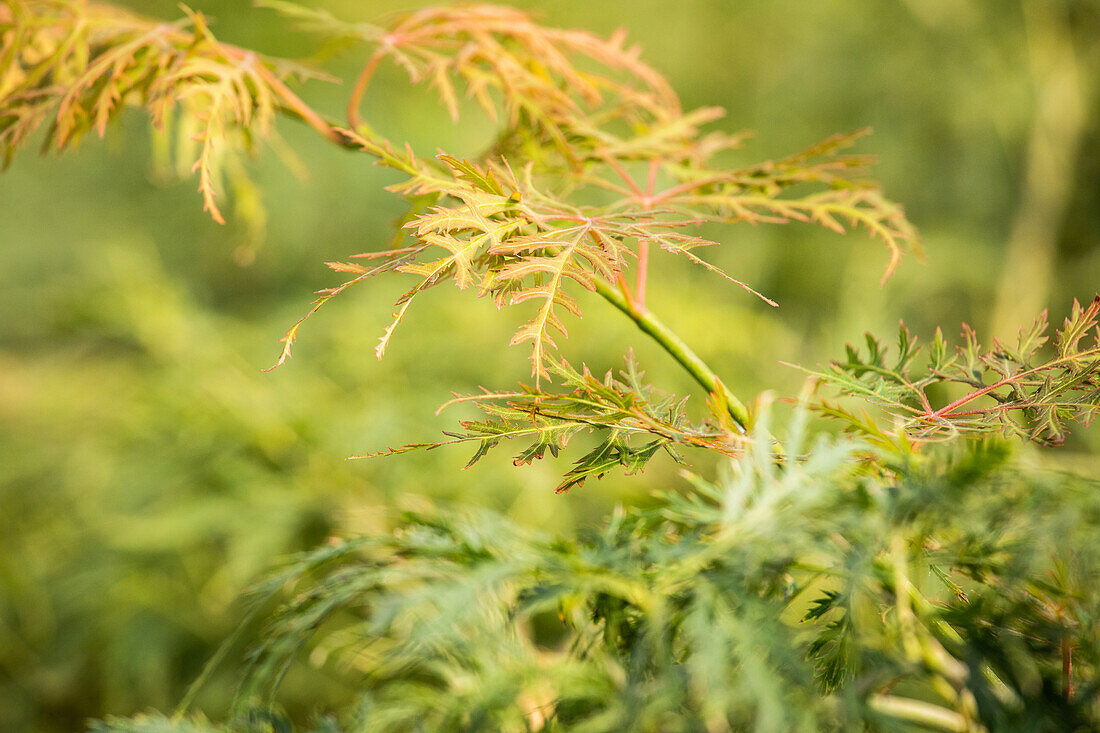 Acer palmatum 'Dissectum'