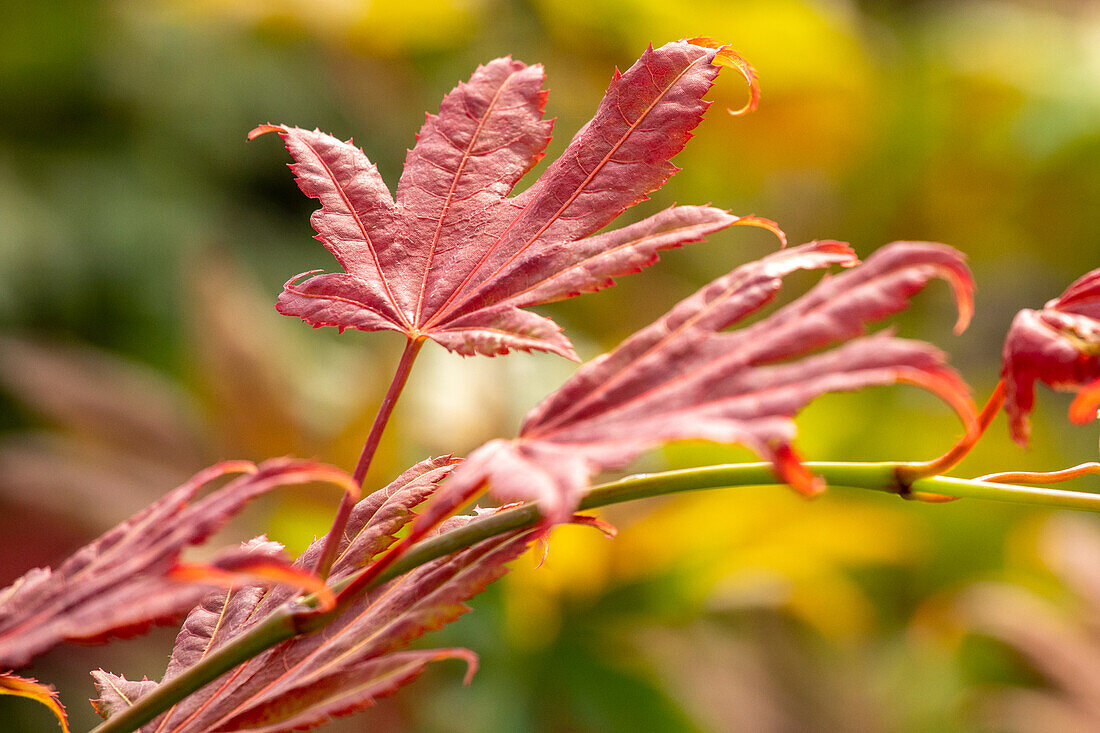 Acer shirasawanum 'Moonrise'