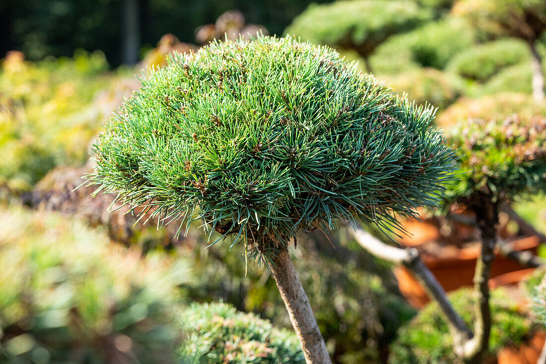 Pinus mugo 'Gnom'