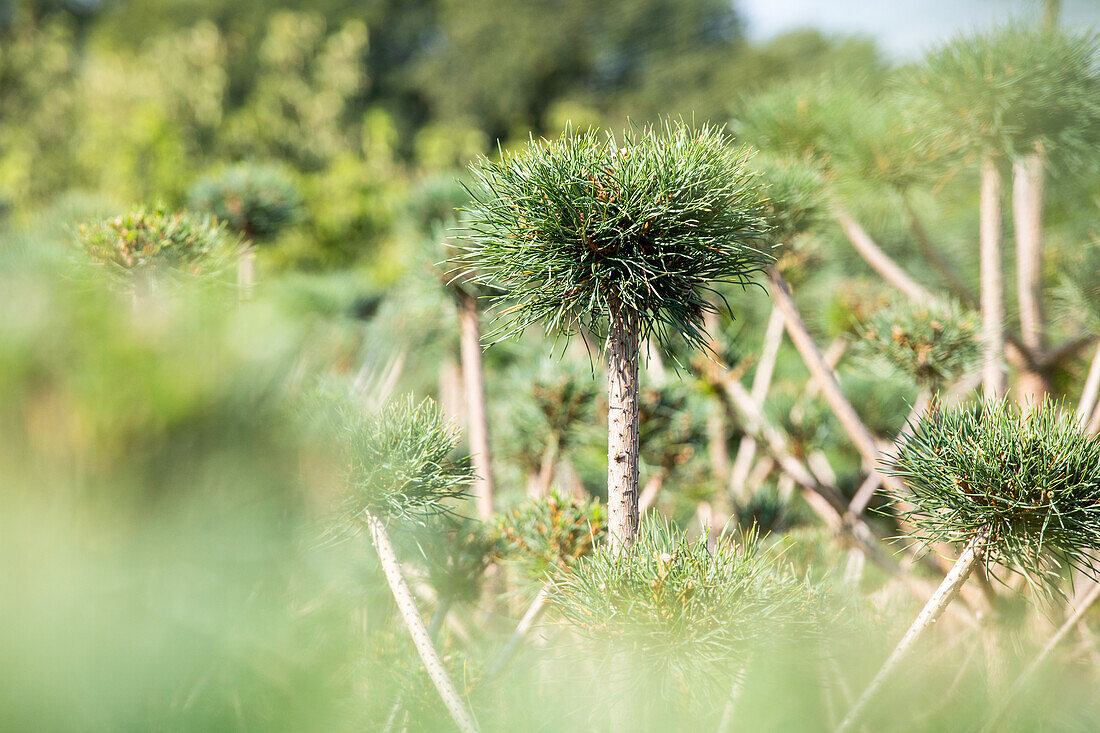 Pinus sylvestris, Pompon