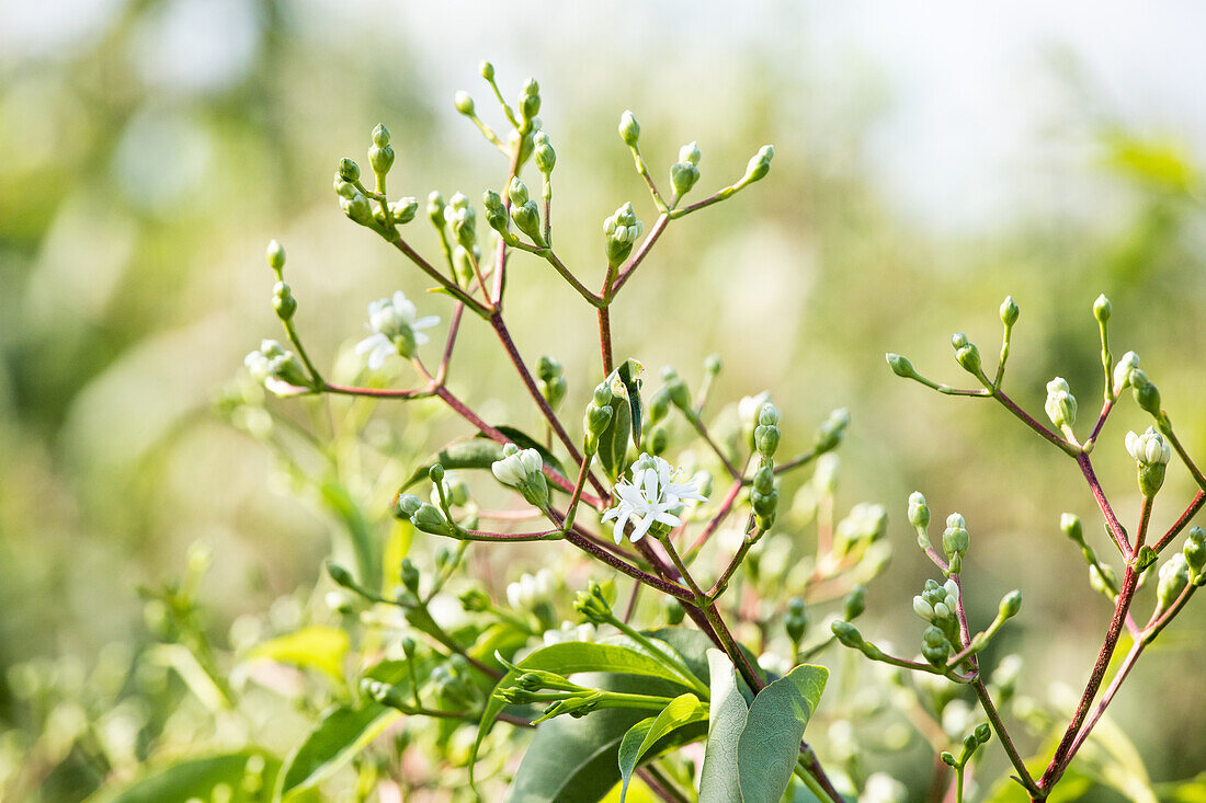 Heptacodium miconioides